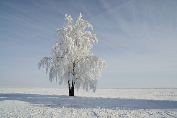 Snow tree on the field