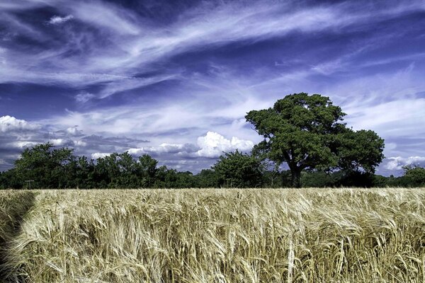 Wheat field on a blue sky background