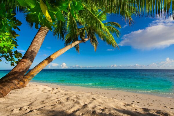 Beach with ocean and palm tree