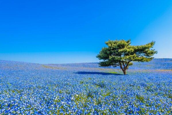 Japanese field of blue flowers