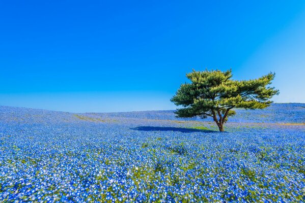 Japońskie pole niebieskich kwiatów