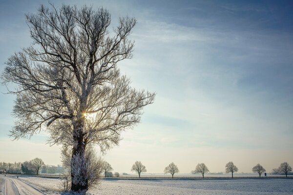 Baum im Winter im Frost