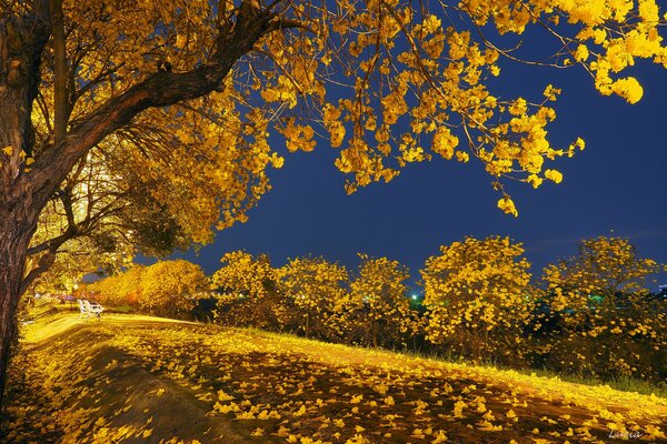 Autumn park with yellow leaves