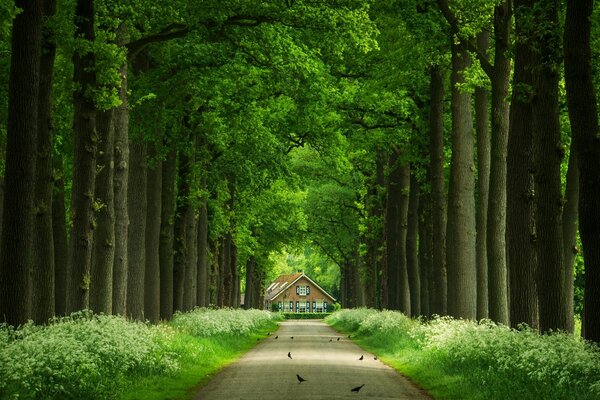 Viele Vögel leben in den Bäumen der Allee