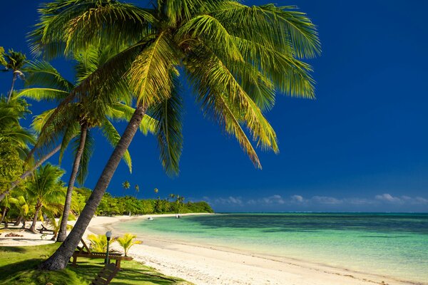 Palmiers et plage de sable chaud