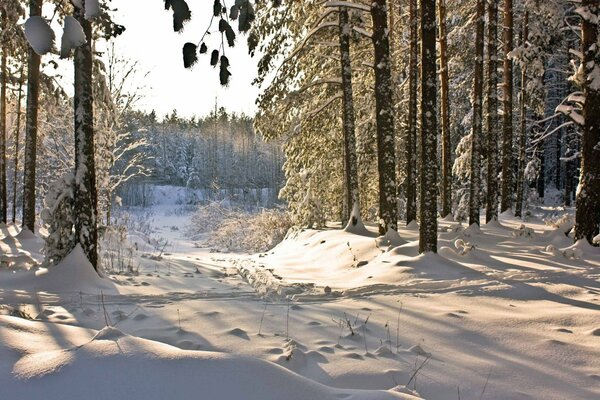 Morning in the winter forest