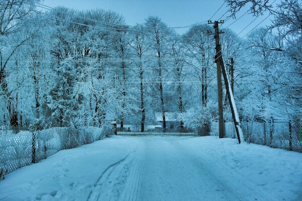 Frost on tree branches and wires