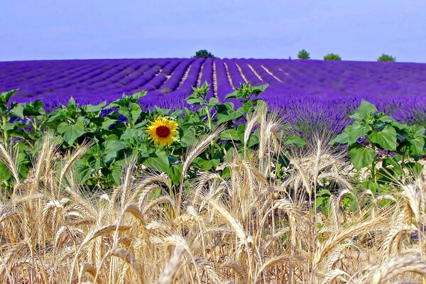 Ein helles und schönes Feld von Lavendelblüten