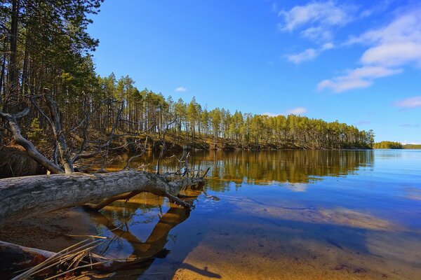 The beauty of the forest lake