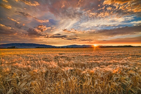 Golden field on the background of sunset