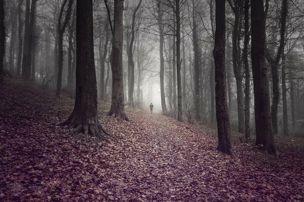 Un hombre caminando por un bosque sombrío