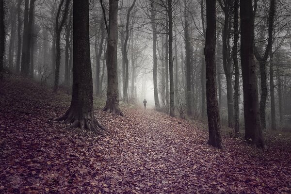 Un uomo che cammina attraverso una foresta cupa
