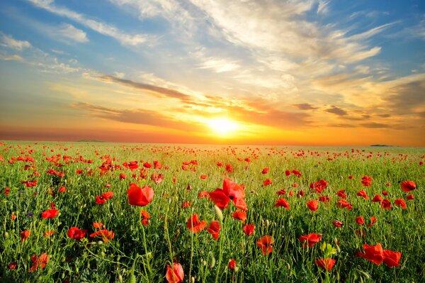 Sunset landscape on poppy meadow