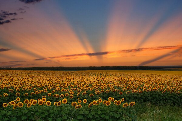 The beauty of a field of sunflowers at sunset