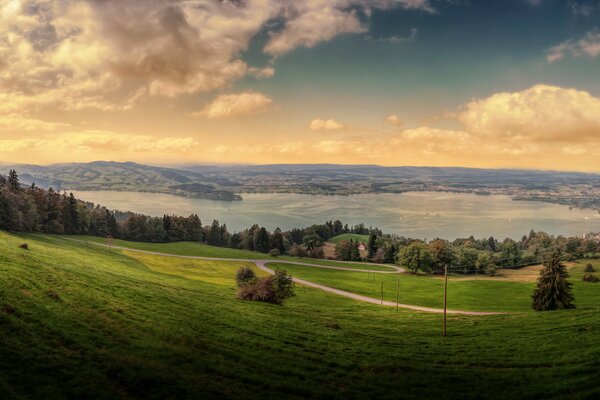 Schöner grüner Wald in der Schweiz