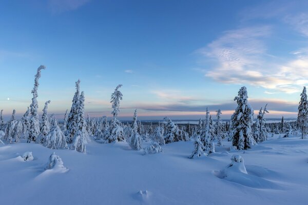 Winter forest in Finland among the Christmas trees