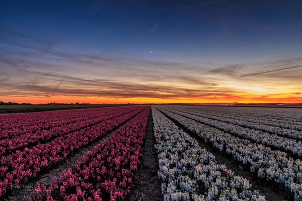 Flores al atardecer