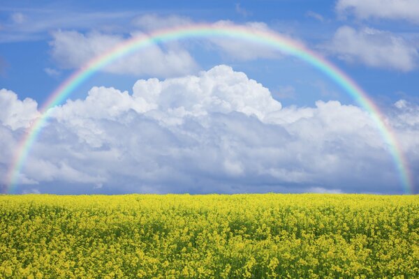 Rainbow over the field in July