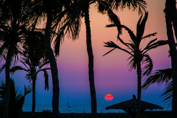 Coucher de soleil magique avec des palmiers