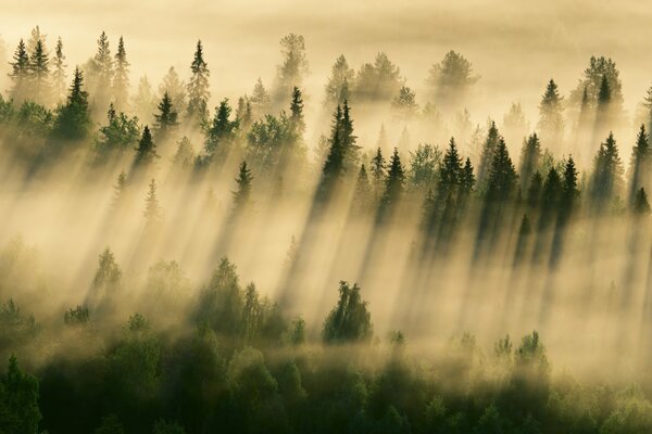 La forêt est irrésistible dans le brouillard du matin