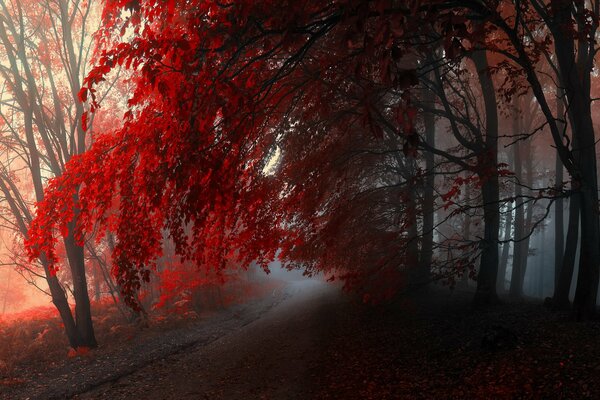 A narrow forest path leading into the fog