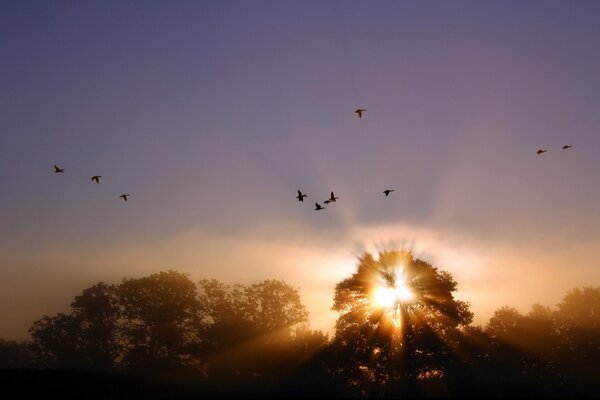 Promienie zachodu słońca oświetlają latające ptaki