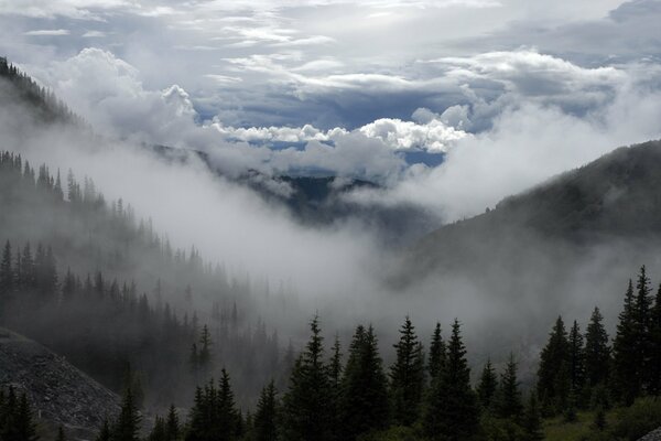 Misteriosa nebbia sulla foresta in montagna