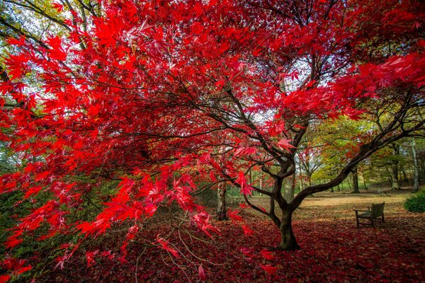 A large tree with bright red leaves and a bench