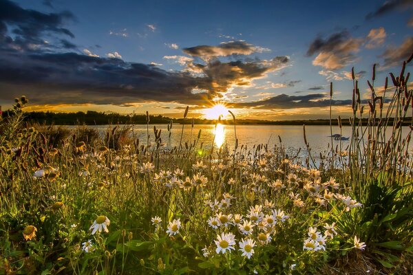 Inghilterra riserva lago tramonto fiori di camomilla