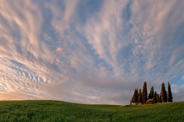 Trees growing in a field against a cloudy sky