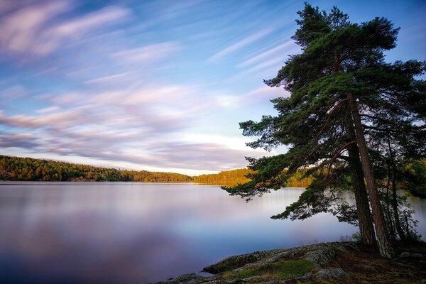 Paesaggio della Svezia con alberi sulla riva del Lago