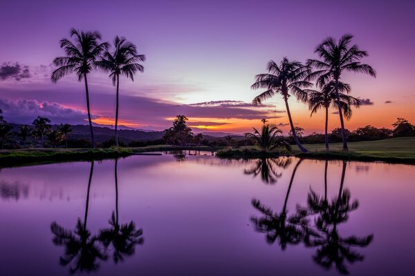 Palm trees in the tropics in reflections