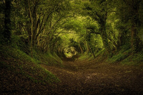 Herbsttunnel über dem Waldweg