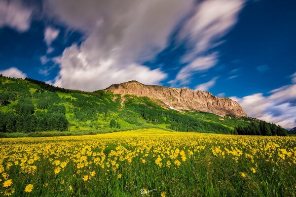 Wiesenblumen unter blauem Himmel