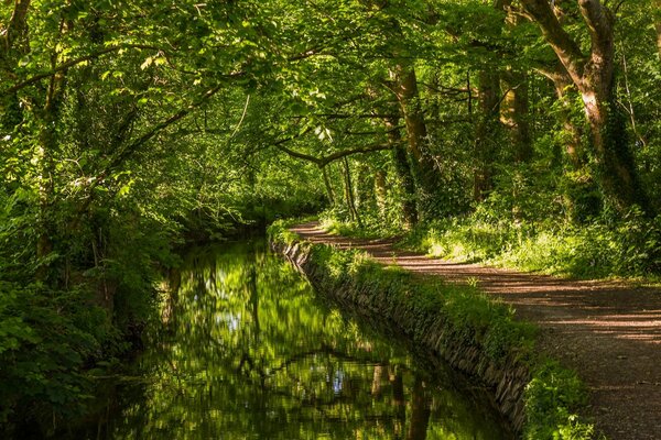 Ein uriger Pfad entlang des Flusses im englischen Wald