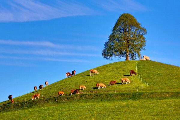 Stado krów pasące się na wzgórzu