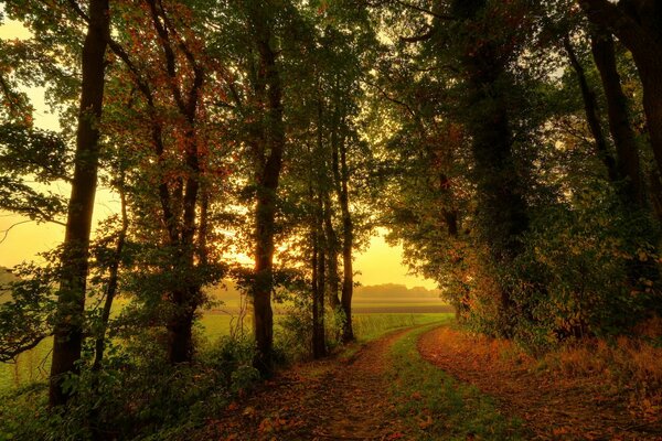 Camino en el bosque de otoño al amanecer