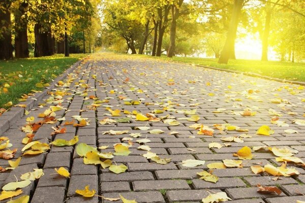 Hojas caídas en el parque en otoño