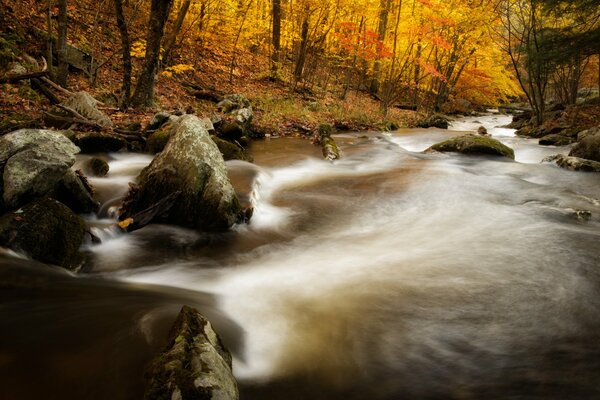 The Story of Golden Autumn in Kent State Brook Park