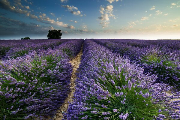 Title atractiva vista del campo de verano de lavanda