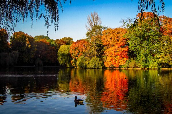 Bosque de otoño con lago y patos