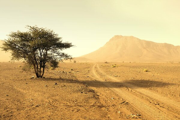 A desert with a lonely tree