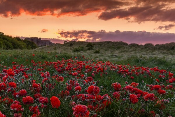 Un enorme campo di papaveri al tramonto