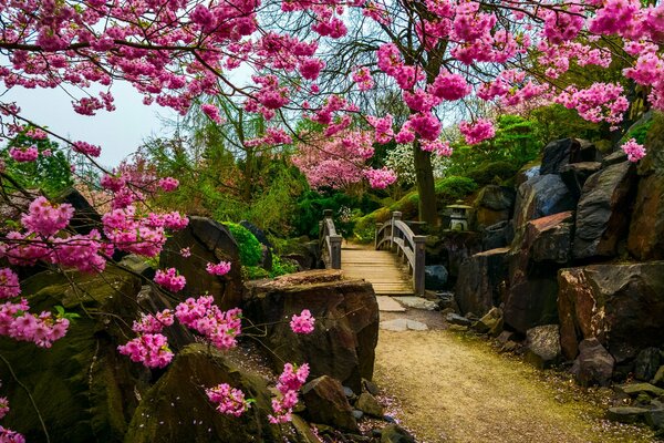 Sakura nel giardino giapponese