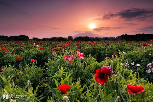 Prairie verte avec de grandes fleurs rouges au coucher du soleil