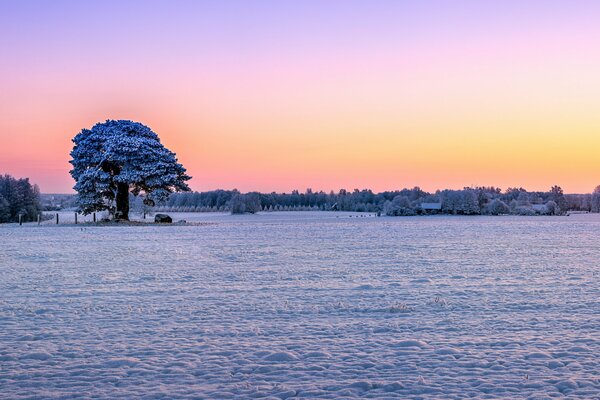 Snow-covered trees in an open field