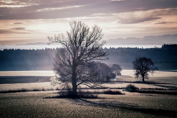 Landscape sunset in the field trees