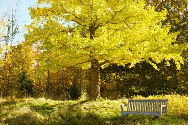 A bench under a huge autumn tree