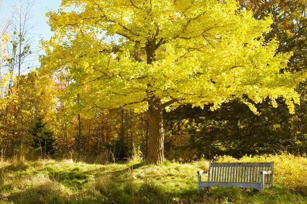 Banc sous un énorme arbre d automne