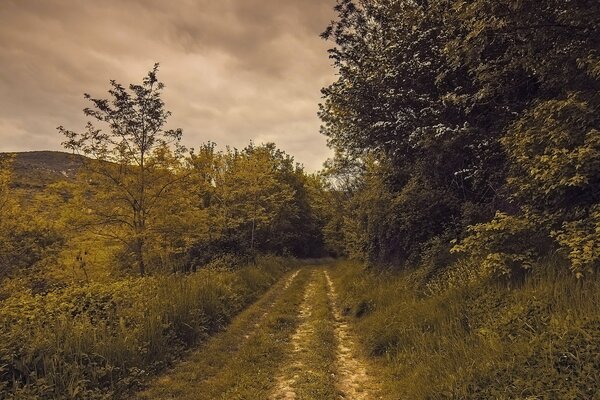 Sentier forestier dans les couchers de soleil d été